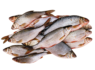 Fish
